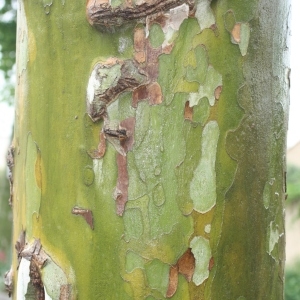 Photographie n°28790 du taxon Platanus x hispanica Mill. ex Münchh. [1770]