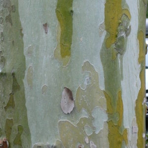 Photographie n°28798 du taxon Platanus x hispanica Mill. ex Münchh. [1770]