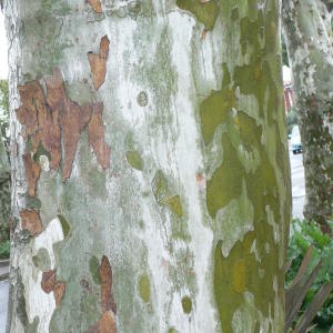 Photographie n°28813 du taxon Platanus x hispanica Mill. ex Münchh. [1770]