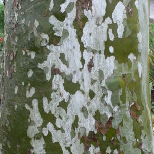 Photographie n°28815 du taxon Platanus x hispanica Mill. ex Münchh. [1770]