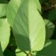 Pierre Bonnet - Syringa vulgaris L. [1753]