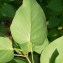  Pierre Bonnet - Syringa vulgaris L. [1753]