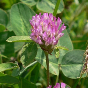 Photographie n°28994 du taxon Trifolium pratense L. [1753]