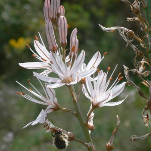 Photographie n°29026 du taxon Asphodelus L. [1753]