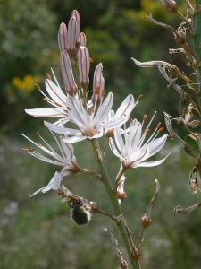 Pierre Bonnet, le 25 avril 2011 (Les Matelles)