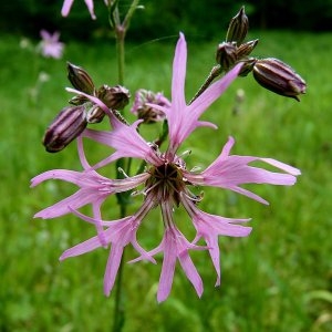 Lychnis flos-cuculi L. subsp. flos-cuculi (Silène fleur de coucou)