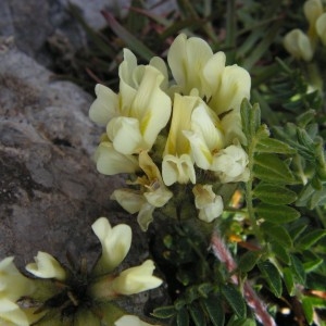 Oxytropis campestris (L.) DC. (Oxytropis des Alpes)