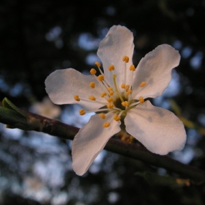Photographie n°29047 du taxon Prunus cerasifera Ehrh. [1784]