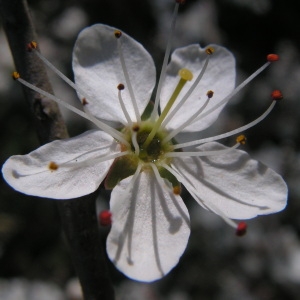 Photographie n°29048 du taxon Prunus cerasifera Ehrh. [1784]