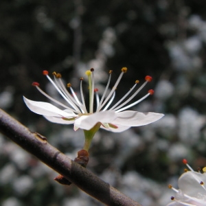 Photographie n°29049 du taxon Prunus cerasifera Ehrh. [1784]