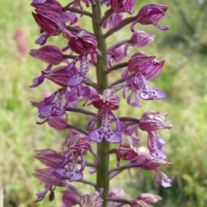  - Orchis x hybrida Boenn. ex Rchb. [1830]