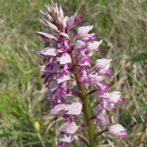 Photographie n°29061 du taxon Orchis militaris L. [1753]