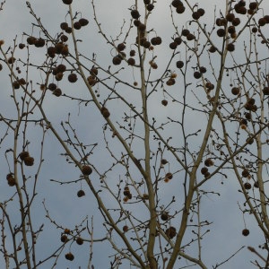 Photographie n°29070 du taxon Platanus x hispanica Mill. ex Münchh. [1770]