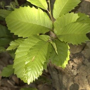 Photographie n°29174 du taxon Castanea sativa Mill. [1768]