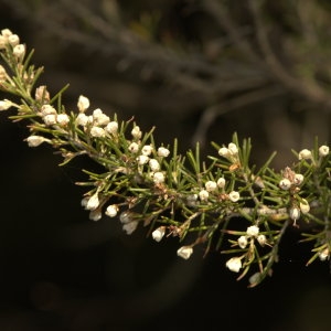 Photographie n°29175 du taxon Erica arborea L.