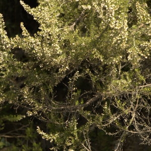 Photographie n°29176 du taxon Erica arborea L.