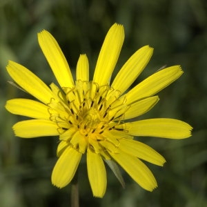 Photographie n°29179 du taxon Tragopogon pratensis L.