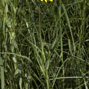 Photographie n°29180 du taxon Tragopogon pratensis L.