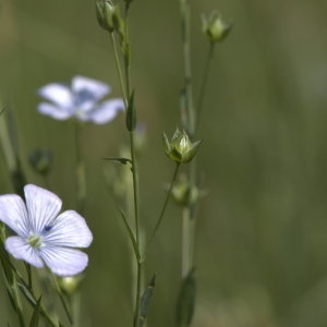 Photographie n°29193 du taxon Linum angustifolium Huds. [1778]