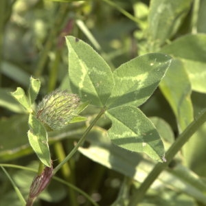 Photographie n°29196 du taxon Trifolium pratense L.