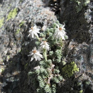 Photographie n°29198 du taxon Helichrysum frigidum (Labill.) Willd. [1803]