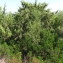  David Delon - Juniperus oxycedrus subsp. macrocarpa (Sm.) Ball [1878]