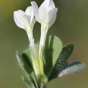 Photographie n°29205 du taxon Trifolium subterraneum L. [1753]