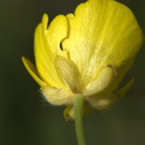 Photographie n°29218 du taxon Ranunculus acris L. [1753]