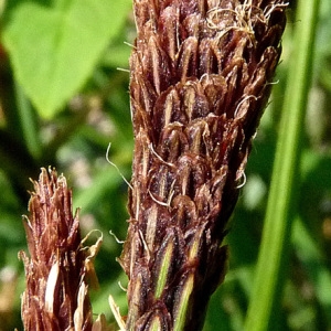 Photographie n°29225 du taxon Carex acutiformis Ehrh. [1789]