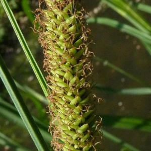 Photographie n°29226 du taxon Carex acutiformis Ehrh. [1789]