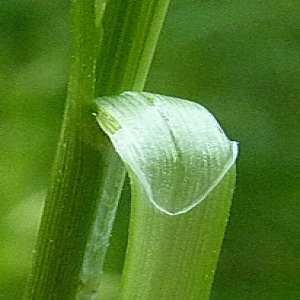 Photographie n°29228 du taxon Carex divulsa Stokes [1787]