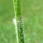  Bertrand BUI - Carex hirta L. [1753]