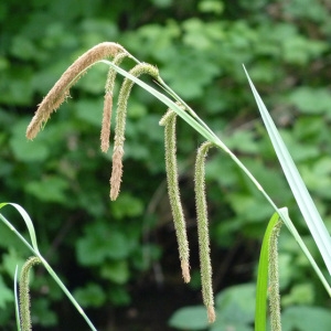 Photographie n°29231 du taxon Carex pendula Huds. [1762]