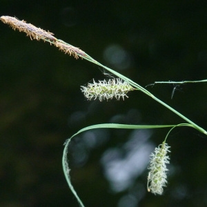 Photographie n°29232 du taxon Carex pseudocyperus L. [1753]