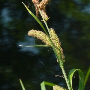 Photographie n°29233 du taxon Carex riparia Curtis [1783]