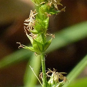 Carex muricata subsp. lumnitzeri (Rouy) Soó (Laiche en épis)