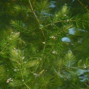 Photographie n°29242 du taxon Ceratophyllum demersum L. [1753]