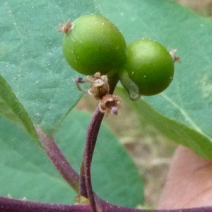  - Lonicera tatarica L. [1753]