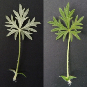 Photographie n°29257 du taxon Potentilla argentea L. [1753]