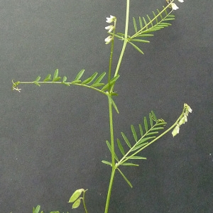 Photographie n°29265 du taxon Vicia tetrasperma (L.) Schreb. [1771]