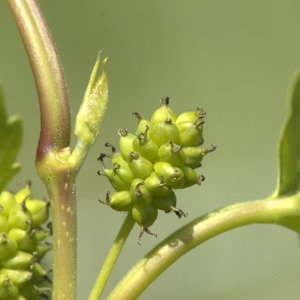 Photographie n°29276 du taxon Morus alba L. [1753]