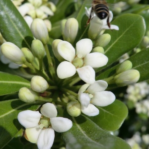 Photographie n°29329 du taxon Pittosporum tobira (Thunb.) W.T.Aiton [1811]