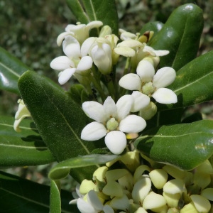 Photographie n°29338 du taxon Pittosporum tobira (Thunb.) W.T.Aiton [1811]