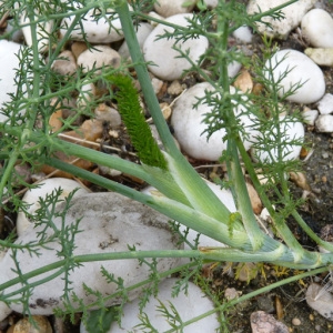 Photographie n°29419 du taxon Foeniculum vulgare subsp. piperitum (Ucria) Bég. [1907]