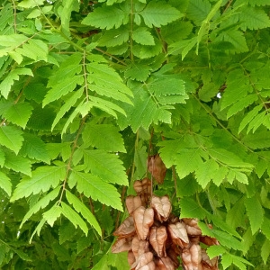 Photographie n°29421 du taxon Koelreuteria paniculata Laxm. [1772]