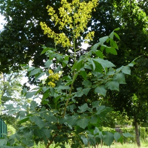 Photographie n°29422 du taxon Koelreuteria paniculata Laxm. [1772]