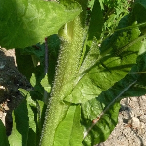 Photographie n°29426 du taxon Lactuca sativa L. [1753]