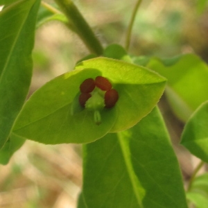 Euphorbia cordata Schrank (Euphorbe douce)
