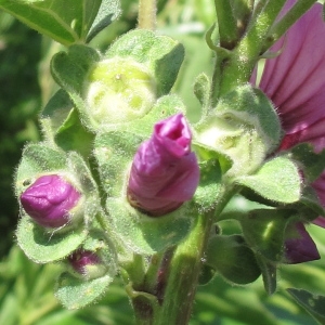 Photographie n°29443 du taxon Lavatera arborea L.