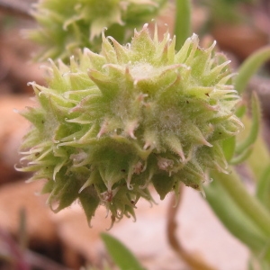 Photographie n°29445 du taxon Valerianella coronata var. discoidea (L.) Mutel